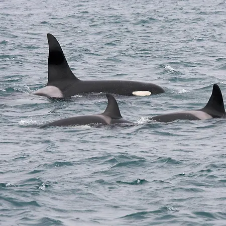 Arctic Panorama * Uløybukta
